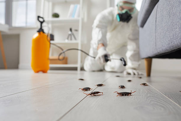 Affordable Termite Control solutions in Fairland, MD